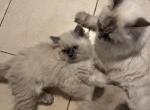 Grumbo - Himalayan Cat For Sale - Farmington, MI, US