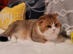Alfred - Scottish Fold Cat For Sale - Levittown, PA, US