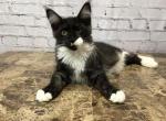 Jack - Maine Coon Cat For Sale - Houston, TX, US