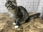 Riley - Maine Coon Cat For Sale - Houston, TX, US