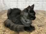 Stella - Maine Coon Cat For Sale - Houston, TX, US