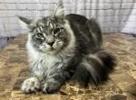 Miles - Maine Coon Cat For Sale - Houston, TX, US