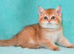 John - British Shorthair Cat For Sale - NY, US