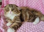 Sassy - Scottish Fold Cat For Sale - New York, NY, US