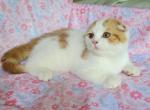 Bennet - Scottish Fold Cat For Sale - New York, NY, US