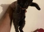 Onyx - Domestic Cat For Sale - Bronx, NY, US