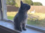 CenTex Nebelung Four - Nebelung Cat For Sale - Killeen, TX, US