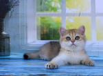 Qvinn - British Shorthair Cat For Sale - Brooklyn, NY, US