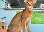 Apolla - Abyssinian Cat For Sale - Odesa, Odessa Oblast, UA