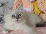 Pereslava - Siberian Cat For Sale - Norwalk, CT, US