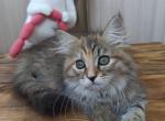 Krasnaya Shapochka - Siberian Cat For Sale - Norwalk, CT, US