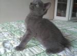 Russian Blue Manx Female Kitten - Manx Cat For Sale - Dunn, NC, US