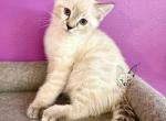 Snow Bengal Ragdoll Hybrids - Bengal Cat For Sale - Crestview, FL, US