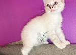 Bengal Ragdoll kittens - Bengal Cat For Sale - Crestview, FL, US