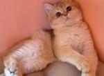 Prince - British Shorthair Cat For Sale - Los Angeles, CA, US