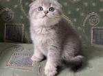 Maison - Scottish Fold Cat For Sale - Los Angeles, CA, US