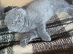 Nona - Scottish Fold Cat For Sale - Los Angeles, CA, US