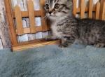 Archie - Munchkin Cat For Sale - Joplin, MO, US