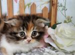 Lola - Munchkin Cat For Sale - MO, US