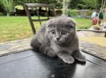 Max - Scottish Fold Cat For Sale - Nashville, TN, US