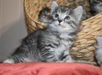 One male available - Siberian Cat For Sale - Somerset, NJ, US