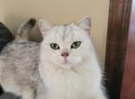 Bunny - British Shorthair Cat For Sale - New York, NY, US