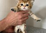 Scottish Fold Golden Ticked Boy Gabriel - Scottish Fold Cat For Sale - Odessa, FL, US