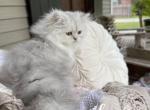 Lilah and Elvis - Ragamuffin Cat For Sale - 