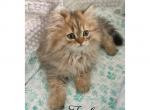 Isabella and Elvis - Persian Cat For Sale - 