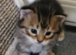 Rocky - Pixie-Bob Cat For Sale - Everson, WA, US