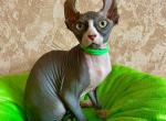 Archie - Sphynx Cat For Sale - Norwalk, CT, US