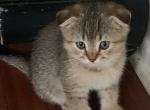 Kittens - Scottish Fold Cat For Sale - Philadelphia, PA, US