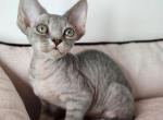 Xaylie - Devon Rex Cat For Sale - Miami, FL, US