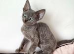 Xabi - Devon Rex Cat For Sale - Miami, FL, US