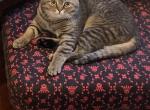 Scottish - Scottish Fold Cat For Sale - Philadelphia, PA, US