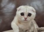 Cleo - Scottish Fold Cat For Sale - Philadelphia, PA, US