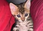 Chipmunk - Bengal Cat For Sale - PA, US