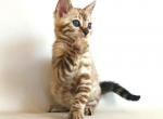 Bagheera - Bengal Cat For Sale - Brooklyn, NY, US