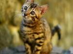 Amelie - Bengal Cat For Sale - Brooklyn, NY, US