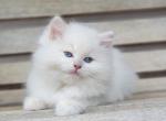 Fawn mink - Ragdoll Cat For Sale - Farmville, VA, US
