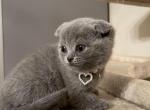 Blue Scottish fold girl - Scottish Fold Cat For Sale - Fort Wayne, IN, US