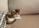 Baby - Scottish Fold Cat For Sale - Philadelphia, PA, US