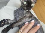 Tortilla - Devon Rex Cat For Sale - Brooklyn, NY, US