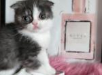 GUCCI miniature Scottish - Scottish Fold Cat For Sale - Grand Rapids, MI, US