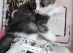 GUCCI - Scottish Fold Cat For Sale - Grand Rapids, MI, US