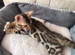 Lord - Bengal Cat For Sale - Brooklyn, NY, US