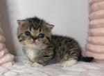 Bean - Munchkin Cat For Sale - Ava, MO, US