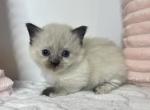 Prada - Munchkin Cat For Sale - Ava, MO, US