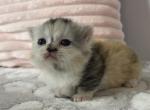 Opal - Munchkin Cat For Sale - Ava, MO, US