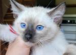 red collar - Siamese Cat For Sale - Hampden, MA, US